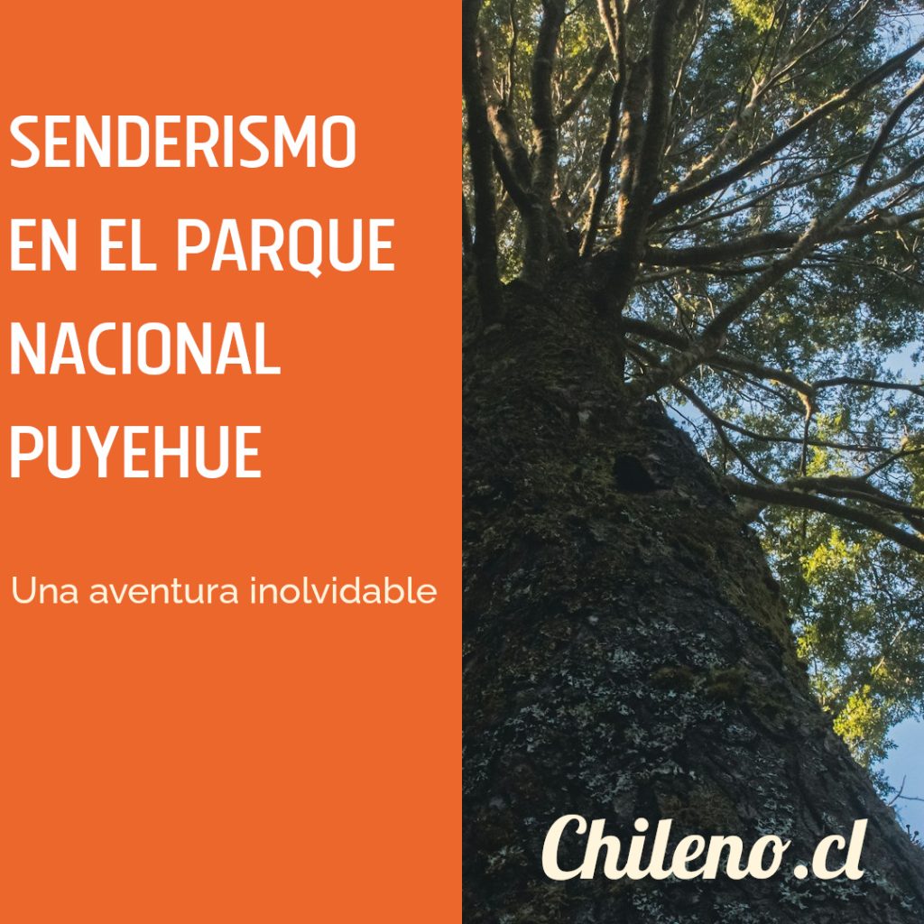 bosque-nativo-puyehue-1024x1024 🌲 Senderismo en el Parque Nacional Puyehue en Octubre: Guía Completa con Rutas, Tips y Secretos Locales
