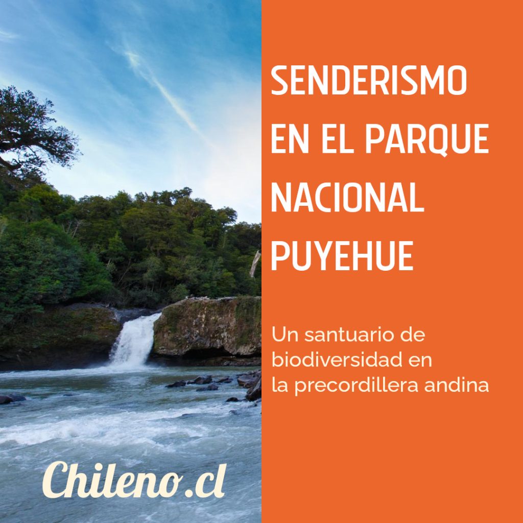 cascada-parque-nacional-puyehue-1024x1024 🌲 Senderismo en el Parque Nacional Puyehue en Octubre: Guía Completa con Rutas, Tips y Secretos Locales