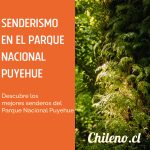 Detalle del suelo del bosque en el Parque Nacional Puyehue: musgos verdes, líquenes plateados y flores silvestres en octubre.