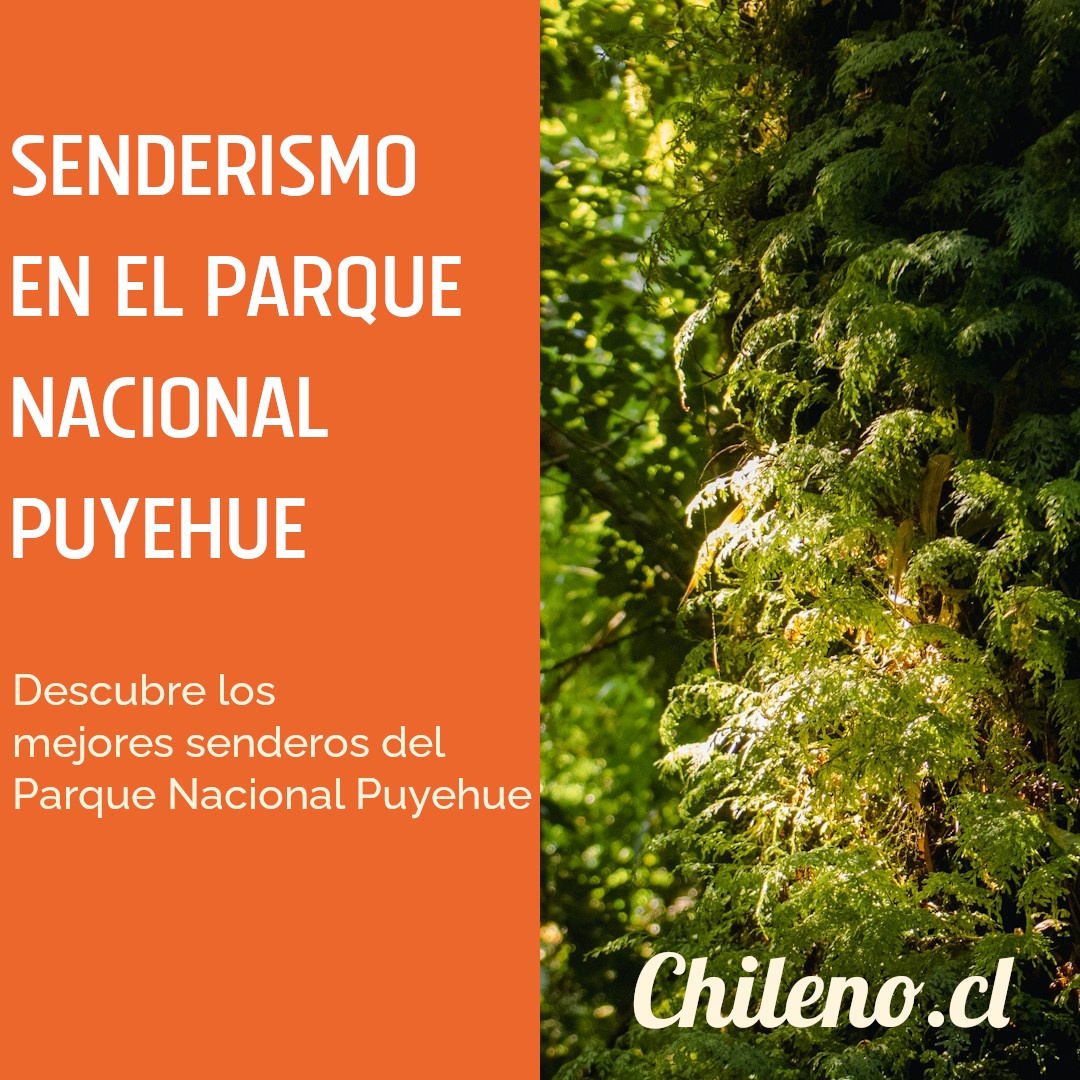 Detalle del suelo del bosque en el Parque Nacional Puyehue: musgos verdes, líquenes plateados y flores silvestres en octubre.